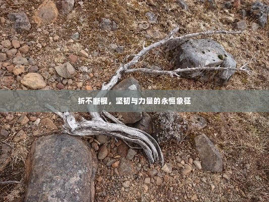 折不断棍，坚韧与力量的永恒象征