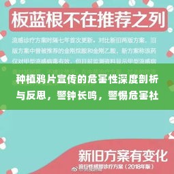 种植鸦片宣传的危害性深度剖析与反思，警钟长鸣，警惕危害社会之毒瘤