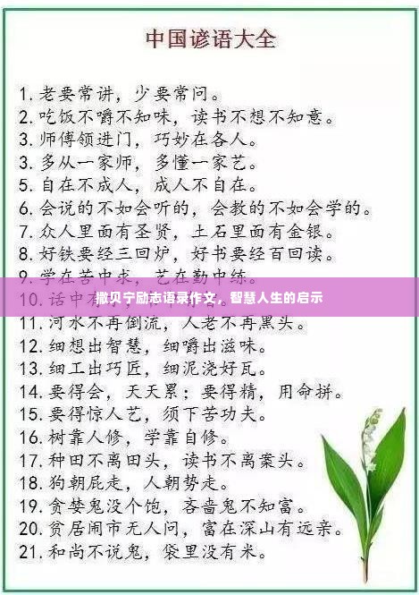 撒贝宁励志语录作文,智慧人生的启示