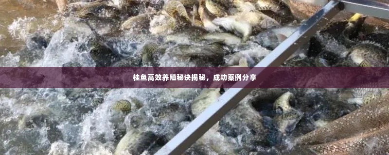 桂鱼高效养殖秘诀揭秘，成功案例分享