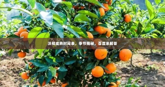 沃柑成熟时间表,季节揭秘,百度来解答
