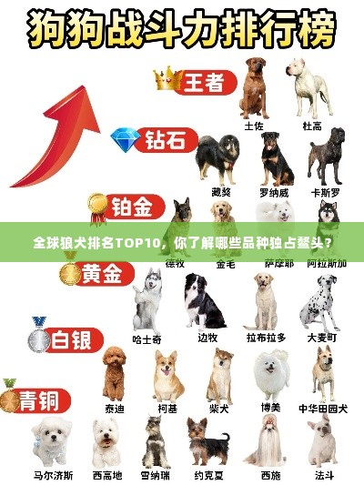 全球狼犬排名TOP10,你了解哪些品种独占鳌头?