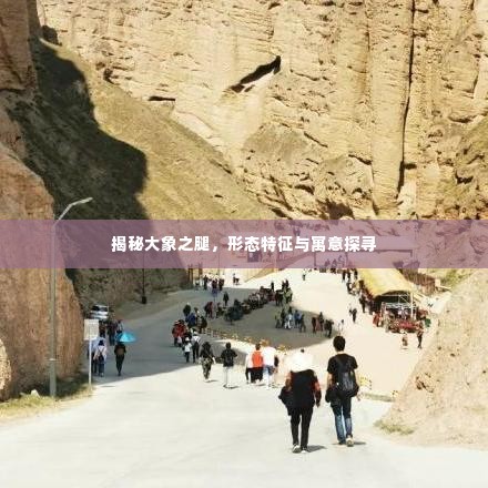 揭秘大象之腿,形态特征与寓意探寻