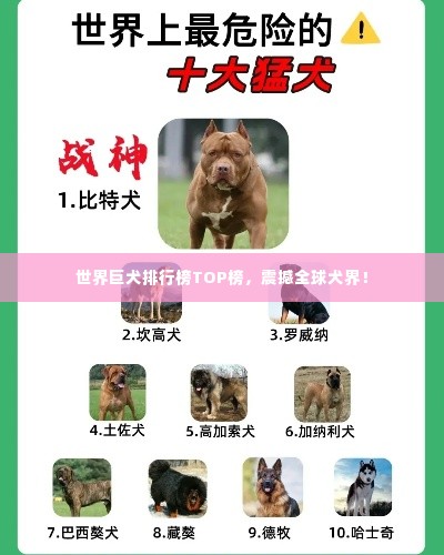 世界巨犬排行榜TOP榜,震撼全球犬界!