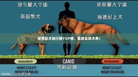 世界巨犬排行榜TOP榜,震撼全球犬界!