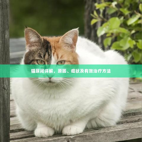猫尿闭详解,原因、症状及有效治疗方法