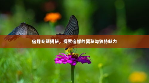 宿蝶专题揭秘，探索宿蝶的奥秘与独特魅力