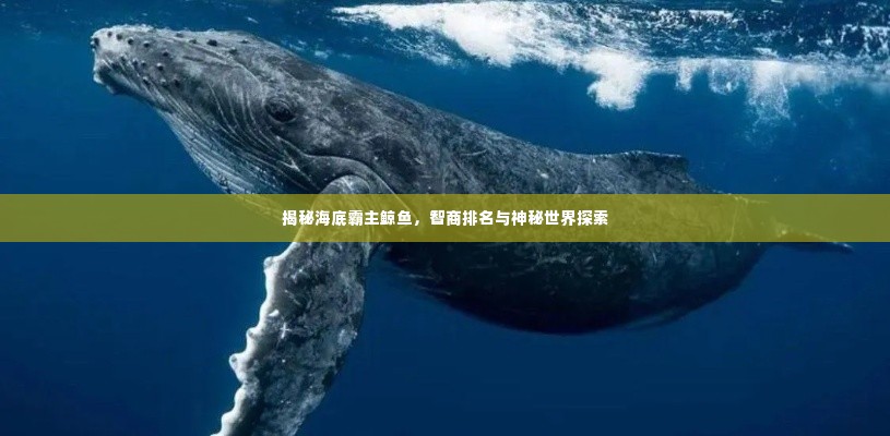 揭秘海底霸主鲸鱼,智商排名与神秘世界探索