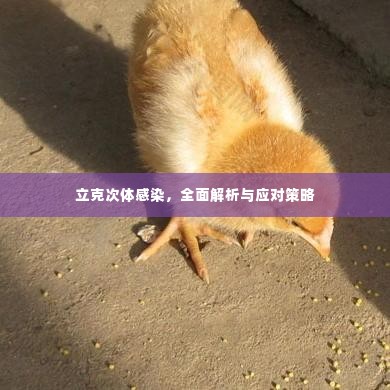 立克次体感染,全面解析与应对策略