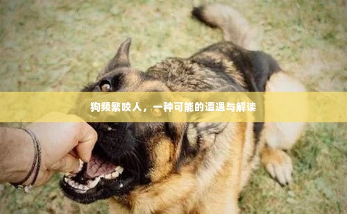 狗频繁咬人，一种可能的遭遇与解读