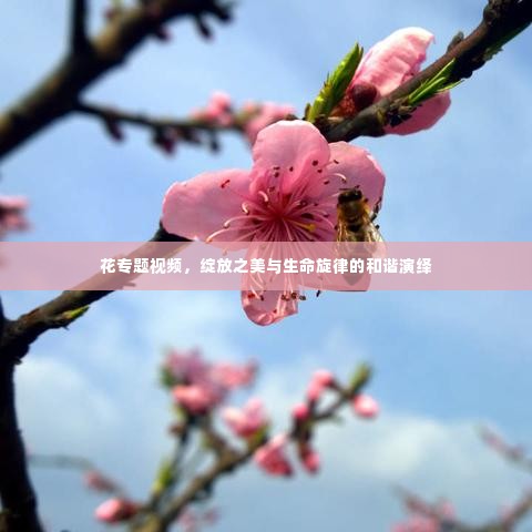 花专题视频，绽放之美与生命旋律的和谐演绎