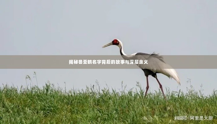 揭秘鲁亚鹤名字背后的故事与深层含义