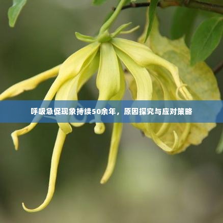 呼吸急促现象持续50余年,原因探究与应对策略