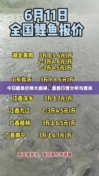 今日鲤鱼价格大揭秘,最新行情分析与查询