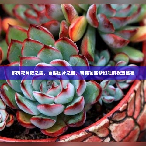 多肉花月夜之美,百度图片之旅,带你领略梦幻般的视觉盛宴