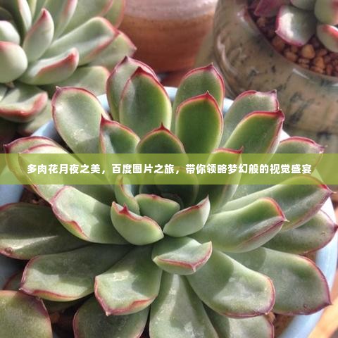 多肉花月夜之美,百度图片之旅,带你领略梦幻般的视觉盛宴