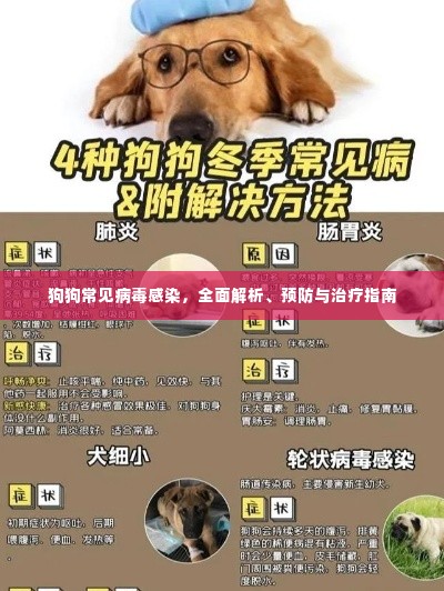 狗狗常见病毒感染,全面解析、预防与治疗指南