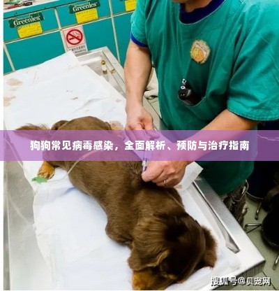 狗狗常见病毒感染,全面解析、预防与治疗指南