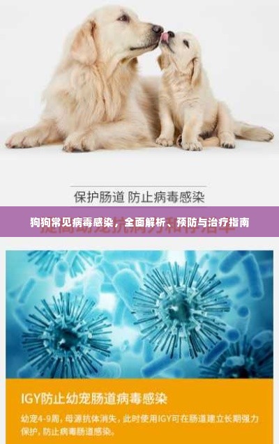 狗狗常见病毒感染,全面解析、预防与治疗指南
