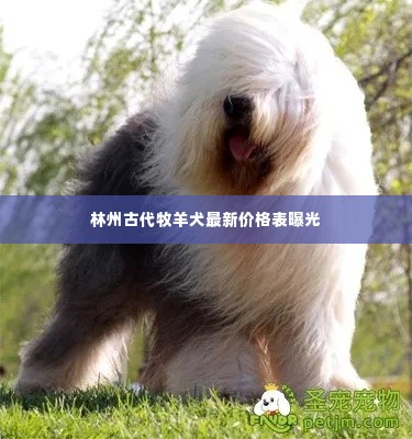 林州古代牧羊犬最新价格表曝光