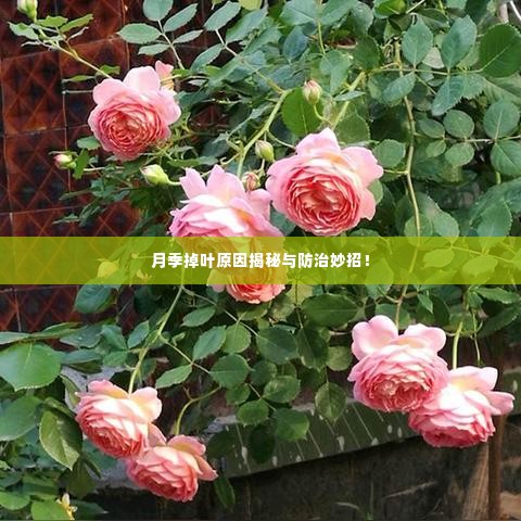 月季掉叶原因揭秘与防治妙招！