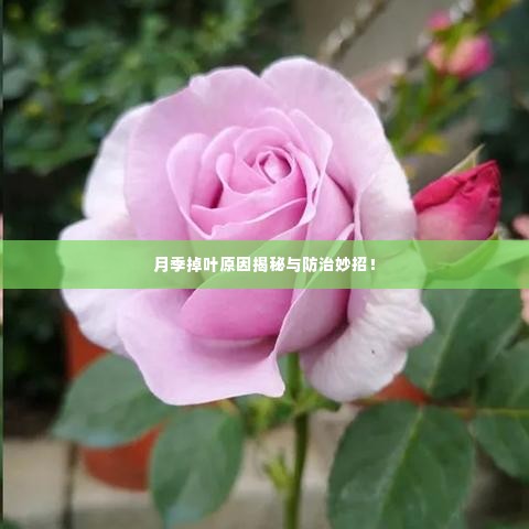 月季掉叶原因揭秘与防治妙招!