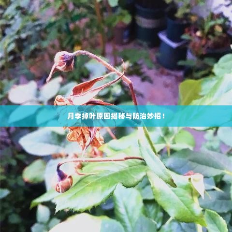 月季掉叶原因揭秘与防治妙招!