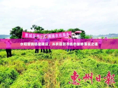 水稻营销桥梁建设,从农田到市场的策略落实之道