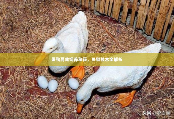 蛋鸭高效饲养秘籍,关键技术全解析