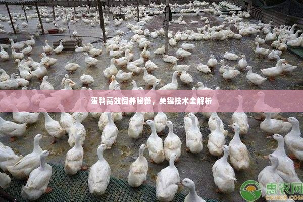 蛋鸭高效饲养秘籍,关键技术全解析