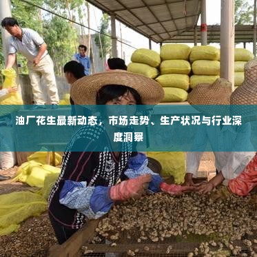 油厂花生最新动态,市场走势、生产状况与行业深度洞察