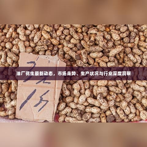 油厂花生最新动态,市场走势、生产状况与行业深度洞察