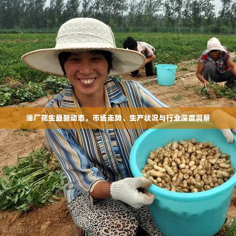 油厂花生最新动态,市场走势、生产状况与行业深度洞察