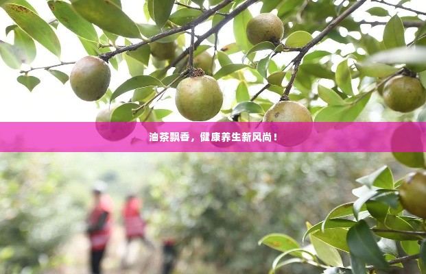 油茶飘香,健康养生新风尚!