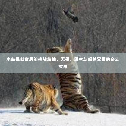 小鸟挑衅背后的挑战精神，无畏、勇气与超越界限的奋斗故事