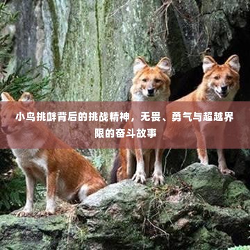 小鸟挑衅背后的挑战精神,无畏、勇气与超越界限的奋斗故事