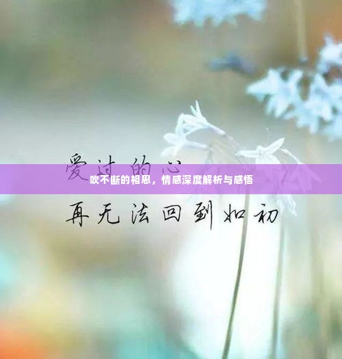 吹不断的相思,情感深度解析与感悟