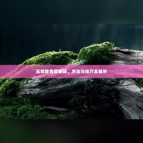 高效除青苔秘籍,方法与技巧全解析