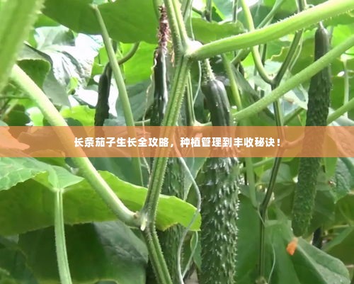 长条茄子生长全攻略，种植管理到丰收秘诀！