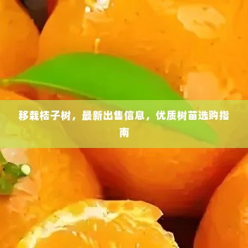 移栽桔子树,最新出售信息,优质树苗选购指南