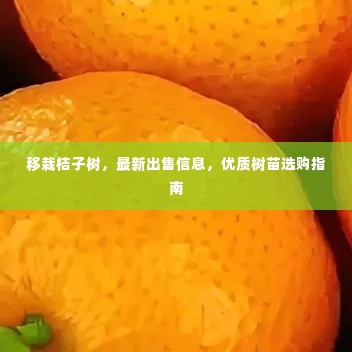 移栽桔子树,最新出售信息,优质树苗选购指南