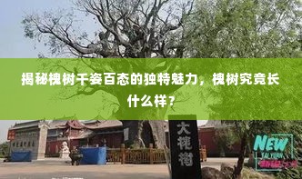 揭秘槐树千姿百态的独特魅力,槐树究竟长什么样?