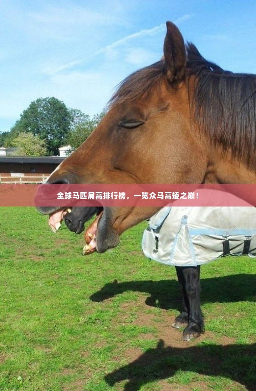 全球马匹肩高排行榜，一览众马高矮之巅！