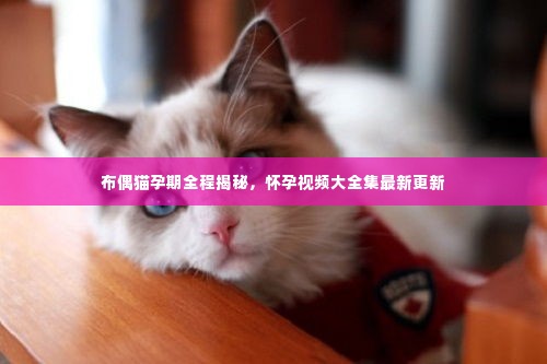 布偶猫孕期全程揭秘，怀孕视频大全集最新更新